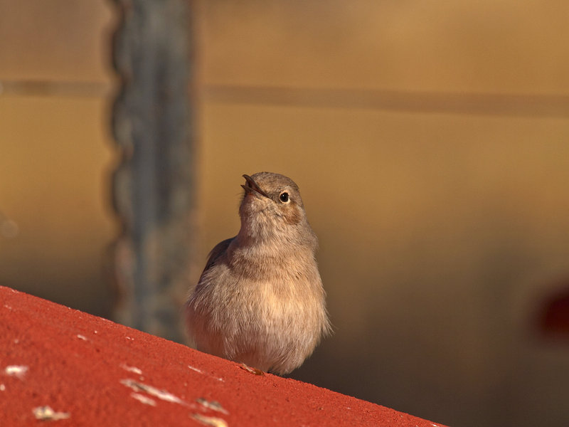 Bird, Namib Desert Lodge